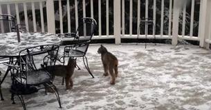 Photographer's Slumber Interrupted By Noises On Back Porch, Grabs Equipment And Captures Dozens Of Precious Images