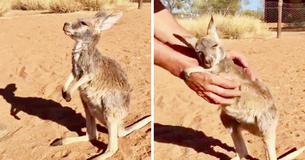 Kangaroo Baby Loves To Hug Rescuer’s Arms
