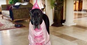 Dane Hound Disgruntled To Wear Princess Outfit