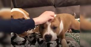 Pit Bull From Shelter Is Grateful To Be Taken To New Home —Keeps Hugging His New Mom