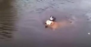 A Cat Is About To Drown Before Dog Jumps Into The Water To Rescue It