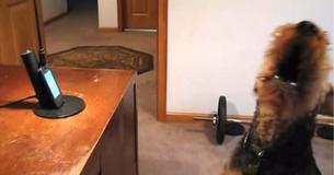 Dog Calls Mom At Work Because He Missed Her And Has Viewers Roaring With Laughter