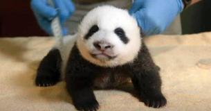 The National Zoo's 8-Week-Old Panda Cub Is Getting More Feisty By The Day