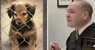 Rechter gebruikt vonnis om dierenmishandelaars een koekje van eigen deeg te geven
