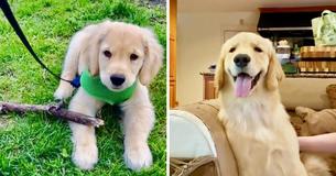 No One Is As Excited For Couple’s New Pup As Their Ten-Year-Old Neighbor
