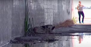 Rescuers Save Frightened And Starving German Shepherd Living In A River Canal
