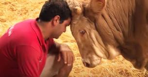 Bull Has Been Through Life Of Imprisonment — We See Him Freed