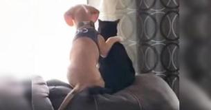 Dog Shows His Affection To His Cat Counterpart
