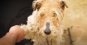 Helpless Dog Is Chained To A Wall For Years Until Set Free By Kindhearted Rescuer