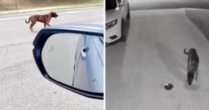 Dumped Dog Wandered Neighborhood Until One Family Makes Him Feel Belonged