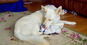 German Shepherd Adopts Small Creature In Order To Become Its Mother