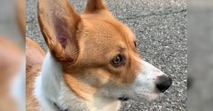 Affectionate Corgi Nuzzles Up Fellow Dogs He Meets On His Walks