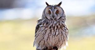 Owl Flies Inside Helicopter To Join Pilot Battling Massive Forest Fire