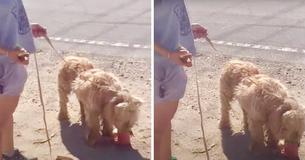 Hero Hiker Is Shocked To Find Shaggy Starving Dog Wandering Around The Desert By Himself