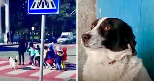 Dog Arrives At Street Daily And Helps Kindergarten Children Cross Road Safely