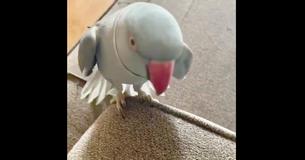 Ringneck Parakeet Throws Verbal Tantrum As His Human Says She’s Going Out For A Short While