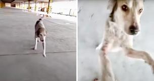 Dog Who Was Missing For Months In Tears When His Dad Finally Finds Him