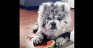 Viewers Are Captivated By Adorable Fluffy Oreo-Colored Dog And His Unique Markings