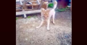 Une femme pleure au-dessus d'une petite chienne gelée, puis découvre qu'elle est encore en vie en la soulevant et la voyant bouger
