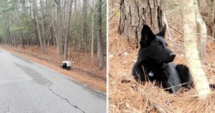 Un berger allemand noir retrouvé abandonné par son chenil sur le bord de la route