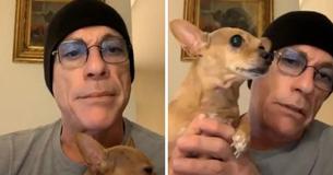 Jean-Claude Van Damme intervient pour sauver un chihuahua de l'euthanasie