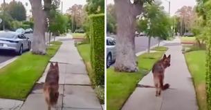 Un berger allemand réalise que son propriétaire ne se trouve plus derrière lui et son adorable réaction suscite beaucoup d'intérêt sur Internet
