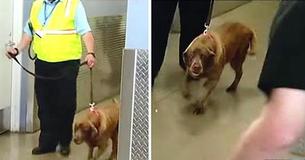 Une militaire K9 est séparée de son sergent bien-aimé - Deux ans passent et la chienne l'entend crier son nom