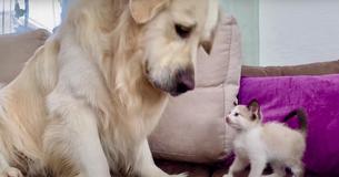 Flauschiger Golden Retriever und süße Babykatze spielen zum ersten Mal zusammen