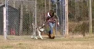 Après avoir vécu toute sa vie attaché à une chaîne, un husky se trouve devant un champ libre