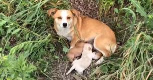 Heartbroken Dog Waits For Owner To Return For Her And Her Pups