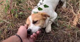Abandoned Puppy Seeking Shelter From Storm Cries Out With Joy As She Sees Rescuer