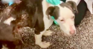 Teacher Finds Cage Floating In Freezing Lake With Small Pooch Trapped In It