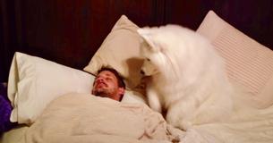 Samoyed Gains Internet Fame For Adorable Wakeup Practice With Her Human