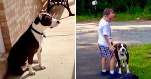Dog Waits Daily For His Buddy To Come Home From School