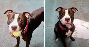 Un pitbull est emmené au refuge parce que sa famille attend un bébé