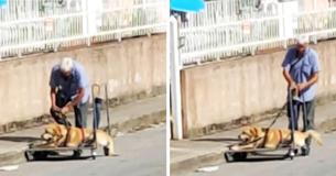 Senior Man Goes Above And Beyond Daily For His Disabled Dog