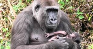 Une mère gorille qui a perdu son premier enfant il y'a un an auparavant berce son nouveau-né d'un mois