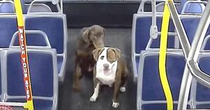 Bus Driver Freezes As She Notices Two Missing Dogs Before Rescuing Them
