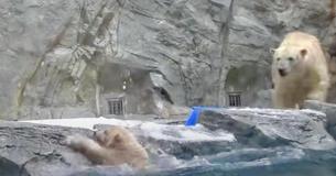 Mother Polar Bear Rushes To Help Her Cub After He Slips Into The Water