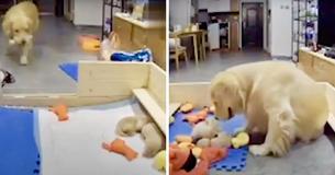Mother Golden Retriever Tries To Comfort Her Whining Puppies By Bringing Them Their Favorite Toys