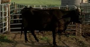 Cow Gives Birth To Calves So Extraordinary That Their Chance Of Survival Was One In Eleven Million