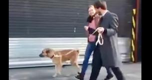 Flight Attendant Takes Home Street Dog Who Devotedly Waited For Her Outside Hotel For Six Months