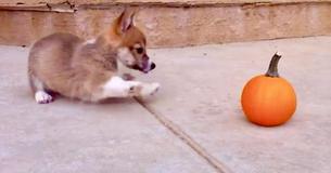 Corgi Pup Challenges Shady Pumpkin To Fight
