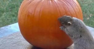 Squirrel Finds Pumpkin And Carves It Out In Order To Prepare For Halloween