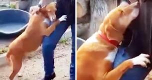 Hündin aus dem Tierheim klammert sich an Nachrichtenreporter, bis er sie adoptiert