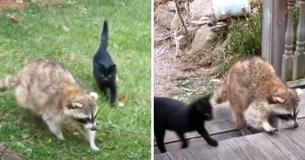 Blind Raccoon Rescues The Lives Of Two Stray Kittens And Finds Them Shelter
