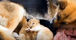Dutiful German Shepherd Takes Initiative To Raise Two Lion Cubs