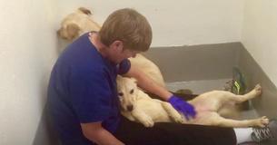 Dogs Rescued From Meat Farm Feel Cared For For The First Time