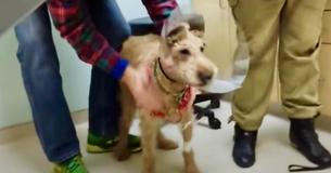 Heartwarming Occasion Formerly Blind Dog Looks At His Family After Surgery