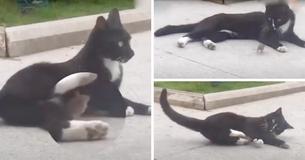The Real-Life Tom And Jerry — Mouse Runs Up To A Cat To Nuzzle After Being Chased Around